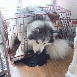 主人把柴犬关在笼子里, 阿拉非得挤进去玩, 柴犬的表情亮了