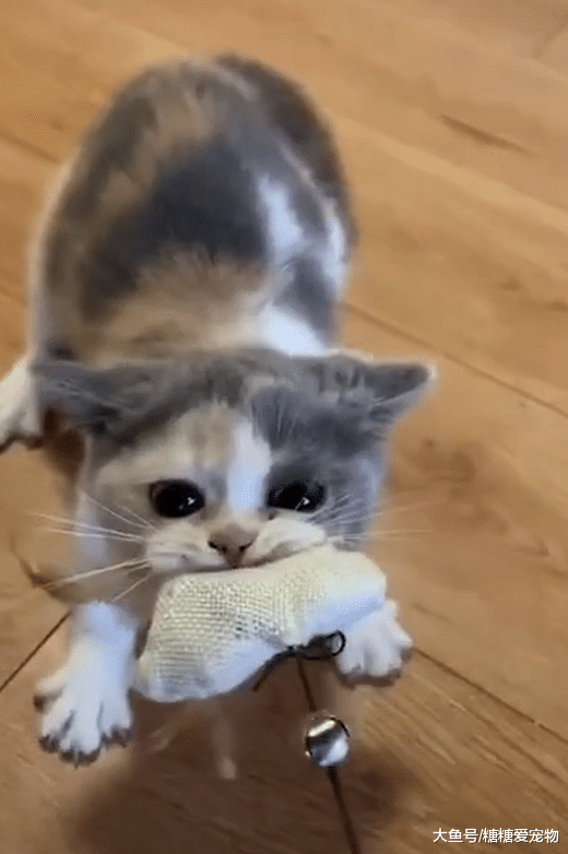 喵虽小力气却很大，和主人抢玩具一点也不示弱，网友：像只小老虎