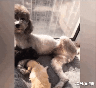 看到主人走近，泰迪立马抬腿，主人哭笑不得：谢谢，我不吃