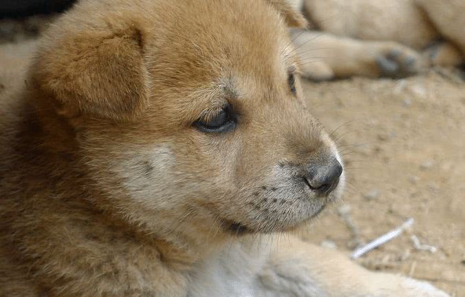 狗狗在临终前，会做这6件事，看完让人异常心痛！