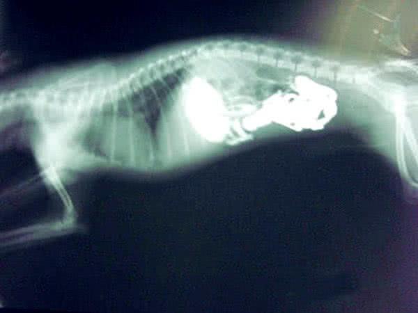 狗狗亂吃東西，痛苦的趴在地上，取出物體后主人當場臉紅