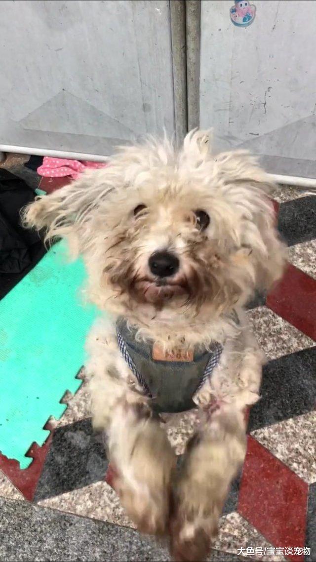 流浪狗为求收养，不停向路人下跪和感谢，网友：让人心酸！