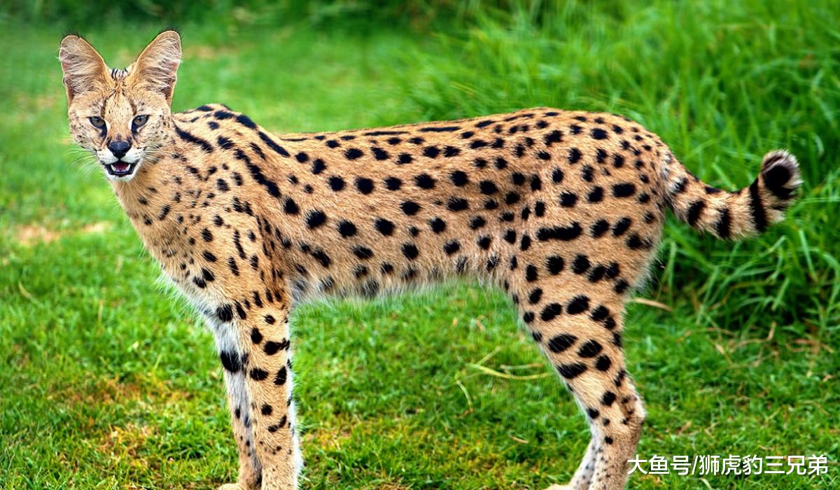 薮猫：野外霸人洞穴的无赖，却是可以家养的“迷你型猎豹”
