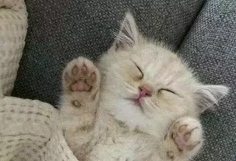 小猫刚来的时候还很活泼，现在睡觉时间越来越多，怎么回事啊？