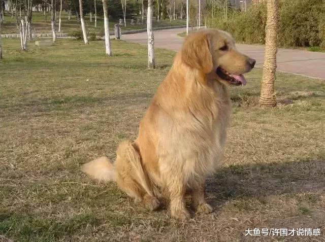 金毛被抛弃在火车站，看到主人留下的字条，为她和它感到悲哀！