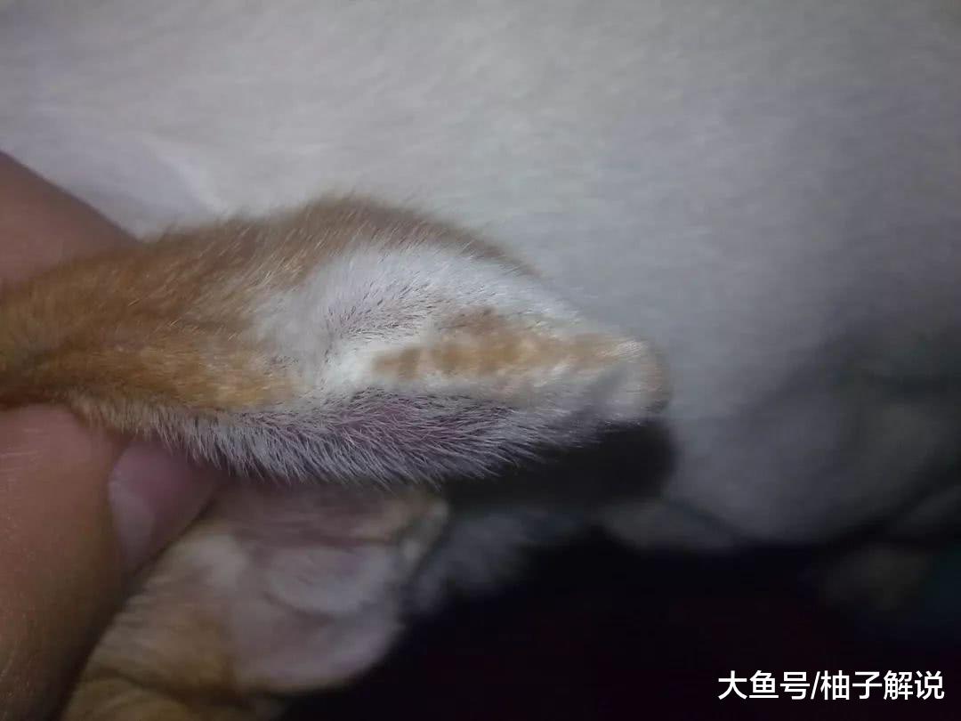 狗狗的耳朵被缝了7颗纽扣，引起众怒，兽医却说：这是在给它治病！