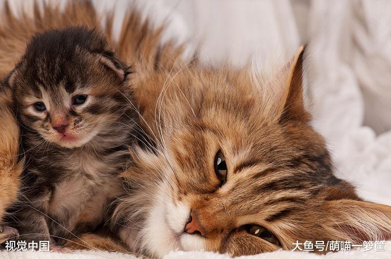 从出生到第六周，小猫咪都会经历的变化，一天一个样真不是夸张