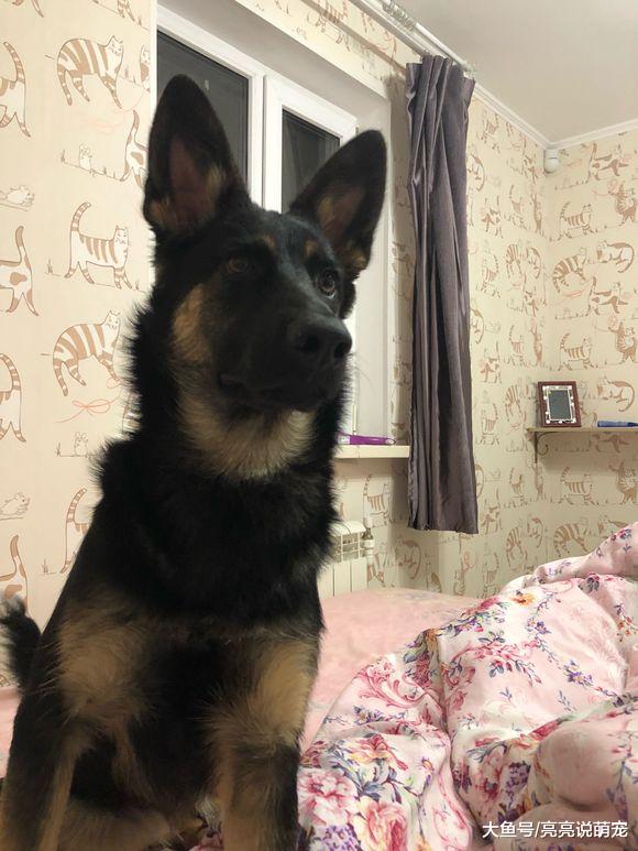 德牧看主人正午睡，它偷偷跑出去掏洞，狗：修个陵寝！