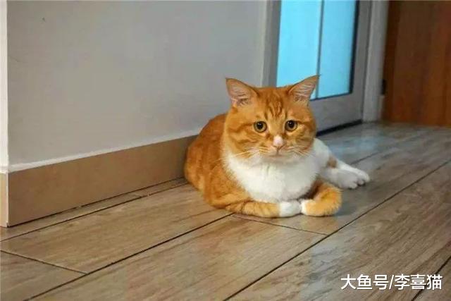 辟谣，小猫喜欢陪主人如厕并非担心安全，四点心理因素说明关键