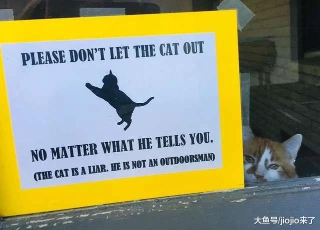 胖橘猫总是使计谋偷偷溜出门去玩儿，铲屎官无奈竖了这样的牌子
