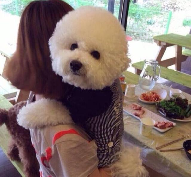 這5種蔬果切忌喂食比熊犬，一不小心就要了它的小命！