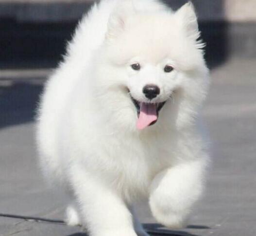 三個辦法讓你的薩摩耶快速的變得更加強壯