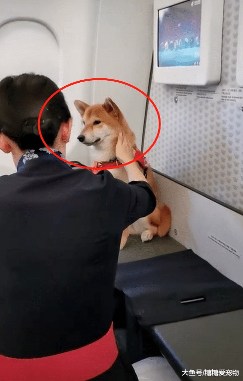 柴犬第一次上飞机，紧张的它多亏空姐的安抚，主人：我都没这待遇