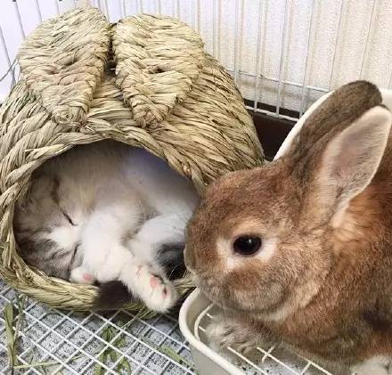 猫咪被兔兔霸王硬上弓, 名副其实的“流氓兔”