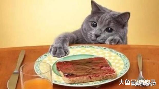 猫：我要准备养生啦，以后你可要给我做饭吃哦~