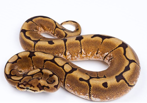 动物世界：盘点世界最大的十种蟒蛇