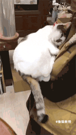 网友说自家猫被妈妈宠坏了, 一点喵样都没有!