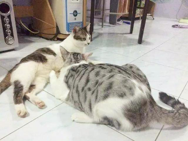 明明沒有虧待自家貓咪，為什么它總喜歡出去“串門”呢？