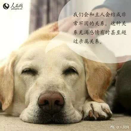 合肥首只导盲犬出门坐车被拒载！请大家帮帮它