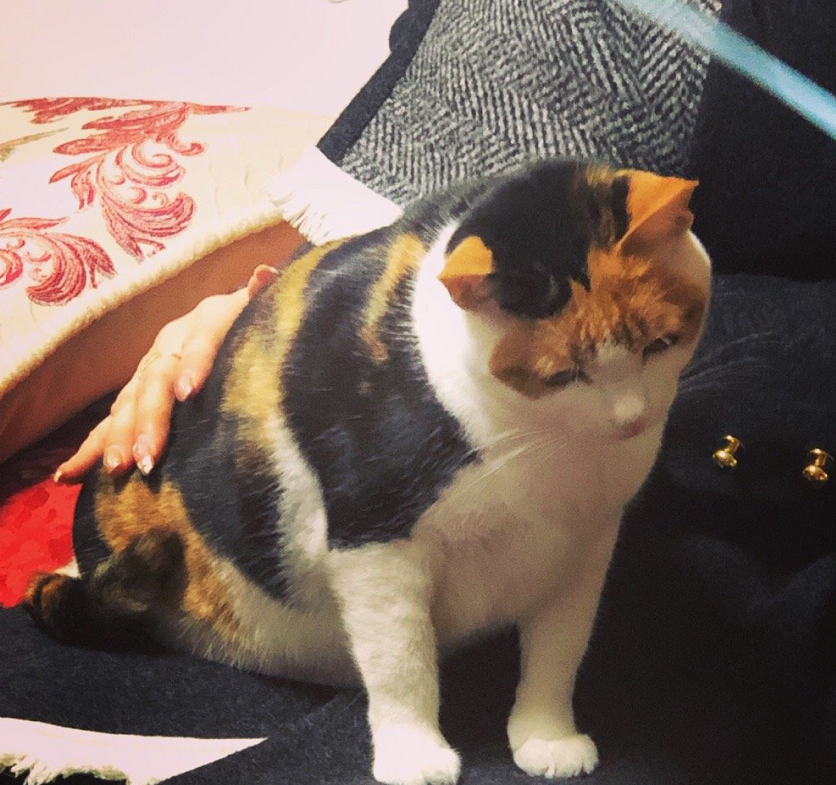 当初看上了宠物的哪个部位? 让你决定带它回家。