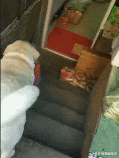 拉布拉多已经三岁了，依旧每天帮主人干活，汪：为这个家付出太多