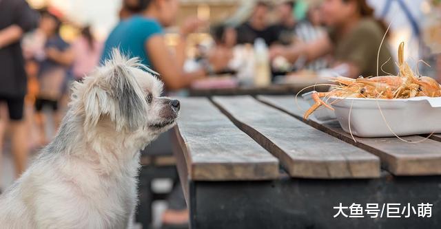 狗狗能吃海鲜吗？可以吃一点鱼，但虾蟹的营养过高不要吃太多