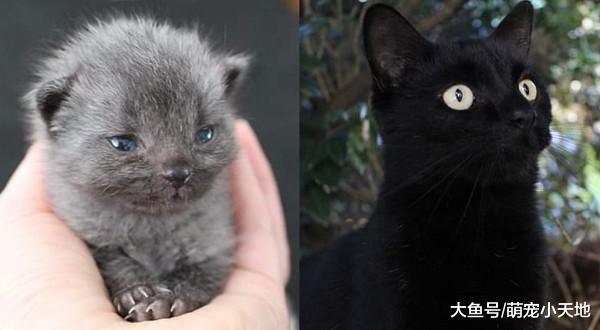 饲料偷加墨汁？暴风雨捡到的小灰猫，长大后自动变色黑到发亮