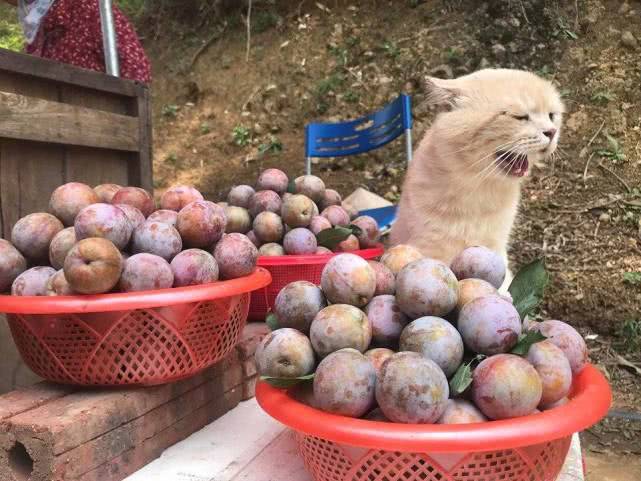 猫咪帮主人卖“李子”看猫咪表情，生意不太好吧！太萌太可爱了