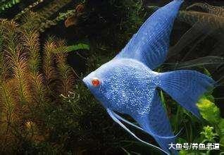 遇到观赏鱼出现食欲不振的排查方法是这样的，并不一定都是肠炎