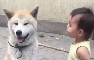 田园犬每天守护小主人，接送小主人上学放学