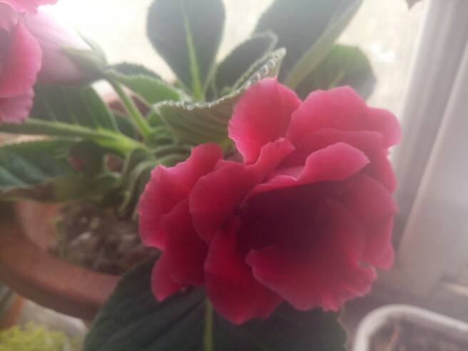 怎样繁殖大岩桐呢？这里知道方法快来看看吧