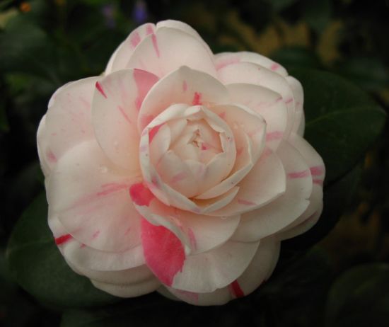 如何扦插茶花，扦插茶花的方法有哪些，这里知道来看看吧