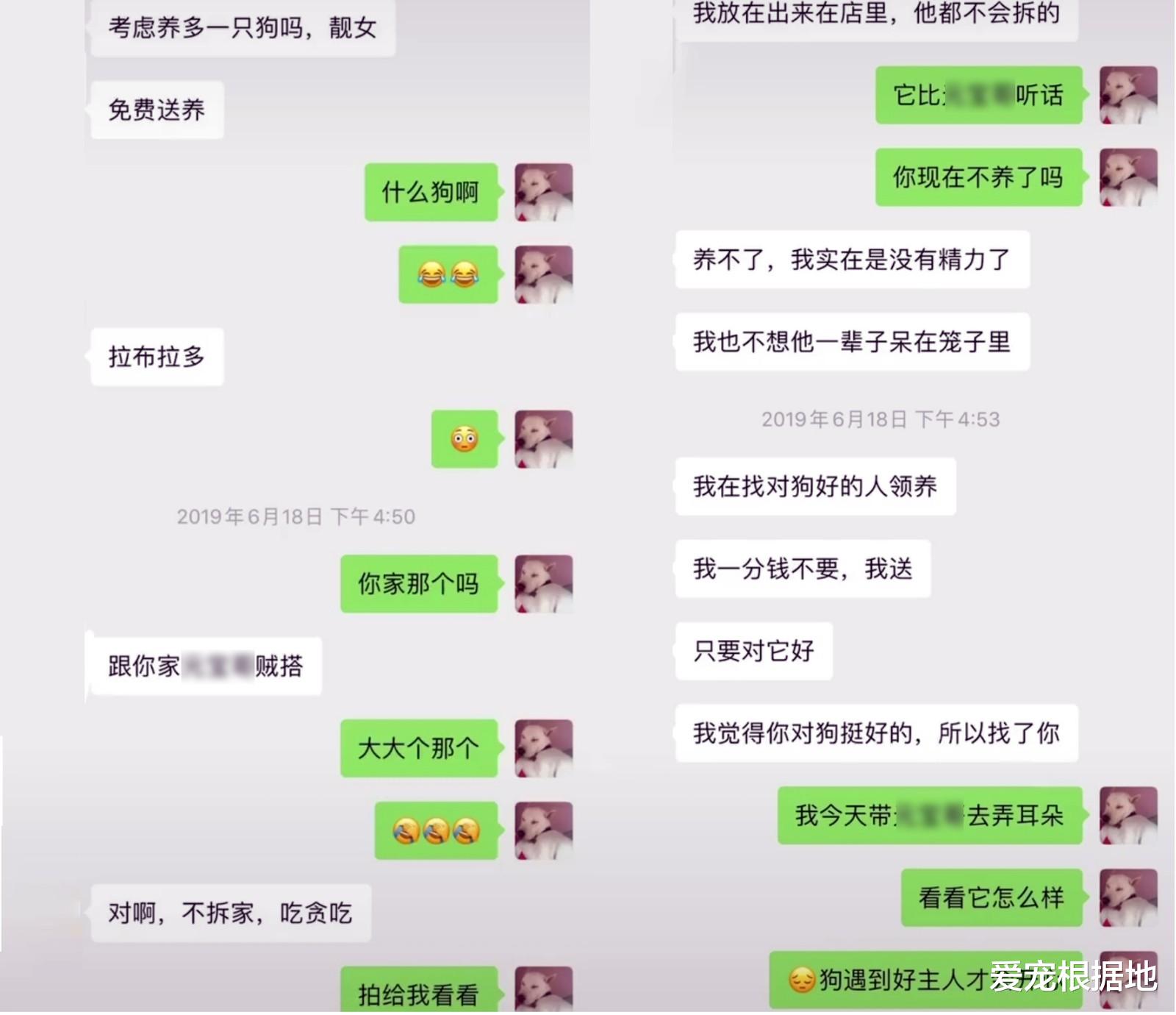 得了细小的狗狗，安乐死后竟奇迹般生还，伸出爪子那一幕让人心痛