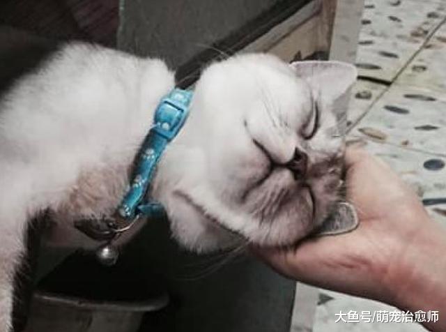 貓咪吸完貓薄荷后直接癱倒了，貓：好嗨哦，感覺貓生到達了巔峰！