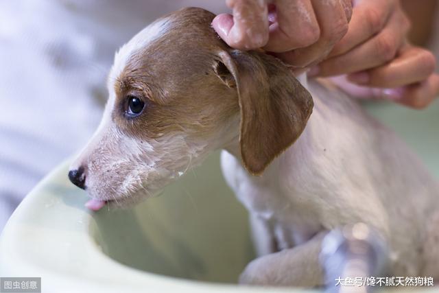 这些行为，会给狗狗造成很大的伤害，宠主都知道吗？