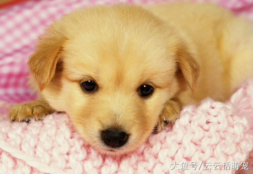 春季千万不要去逗小宠物，否则会吃大亏