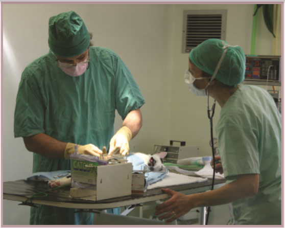 貓咪安全的絕育年齡