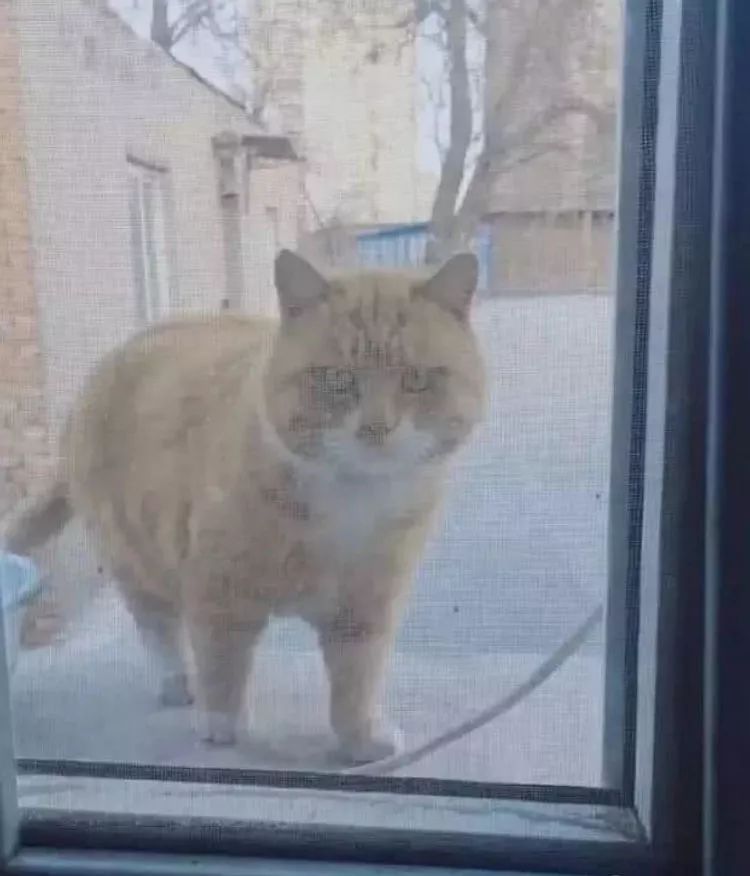铲屎官回家探望橘猫，看到眼前这情景，终于明白它是怎么胖的了
