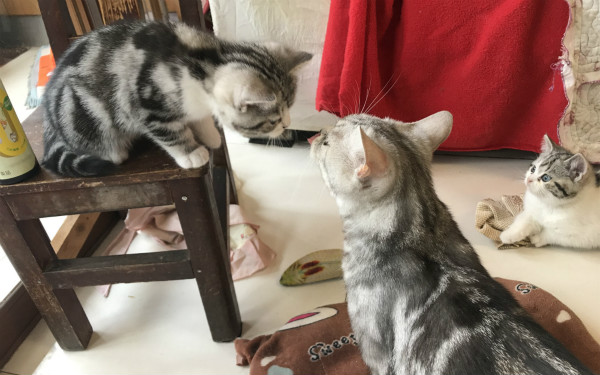 多宠家庭，该如何给宠物消毒？