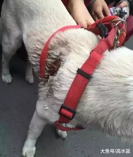 狗狗被变态射穿身子，顶着利箭向路人求救，渴望的眼神让人心疼