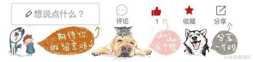 瘸腿流浪狗治好后，弃主而去，这世界难道狗狗都学精了？