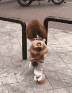 泰迪犬做了这些事，说明它智商比较低，宠主要加强训练