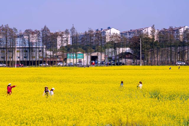 一萱摄影 油菜花海怎样拍才好看 油菜花的拍摄技巧