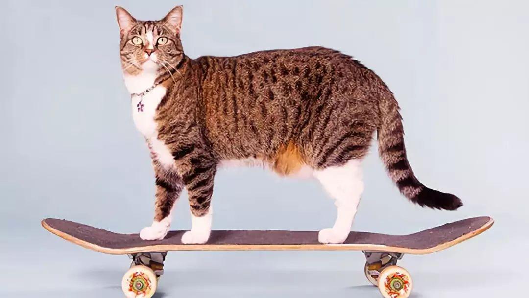 看了吉尼斯猫咪纪录大全, 你家猫也想发起挑战!