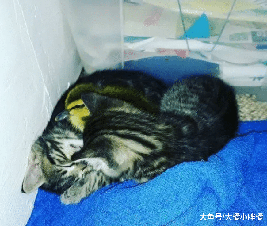 母猫救回一只鸭宝宝，小猫们从不排斥它，它却被养成了“旱鸭子”