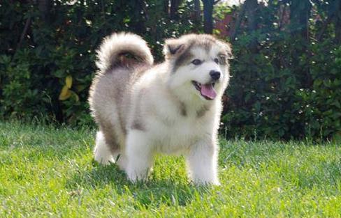 辟谣说法，狗狗可不可以吃大蒜