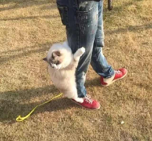 網友找女友約會，半路被布偶貓攔截了，貓咪也想見未來的女主人