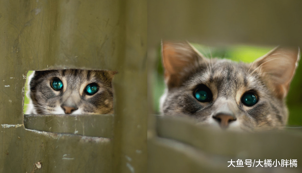 猫咪“回头看”的5个场景，怪不得那么敏感，你家猫咪也爱这样吗