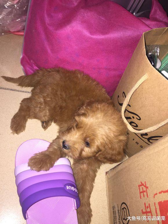 金毛根本离不开人，只要没人在家，它肯定会各种搞破坏