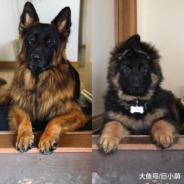 德牧喜欢抱主人睡觉，但整只压在头上，主人确定还有呼吸？